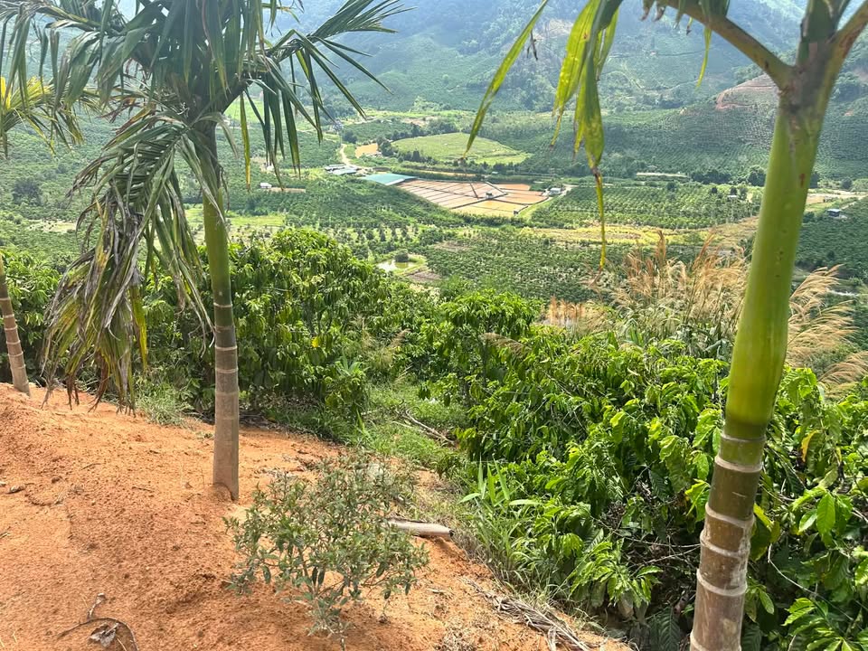 Đất nền Phú Sơn Lâm Hà 15000m² giá 1.8 tỷ - Cơ hội đầu tư tốt!