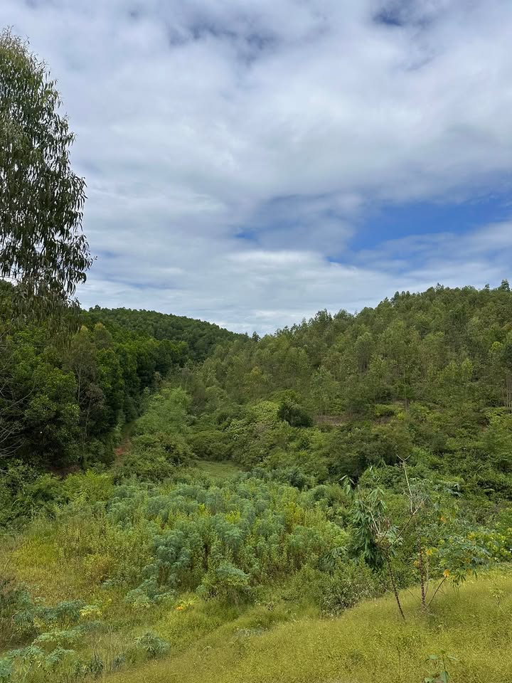 Đất rừng sản xuất 1,8ha tại Phú Thọ - Giá chỉ 2 tỷ, Sẵn sàng giao dịch!