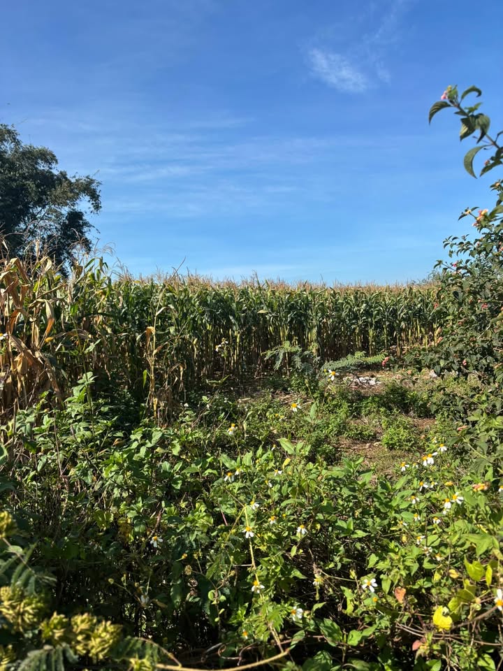 Đất nền Tân Hội Đức Trọng 480m² giá 2.3 tỷ - Đường nhựa 12m, chính chủ!