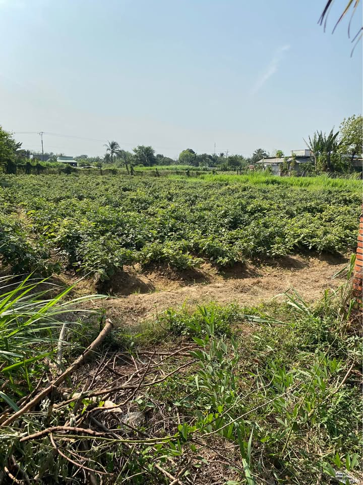 Đất CLN Ninh Quý 3 Phước Hậu 1609m² giá 1.62 tỷ - Vị trí đẹp, đầy tiềm năng!