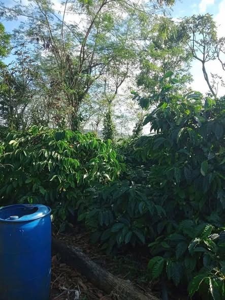 Farm Đắk Lắk 21,600m² giá 780 triệu - Cơ hội đầu tư sinh lời!