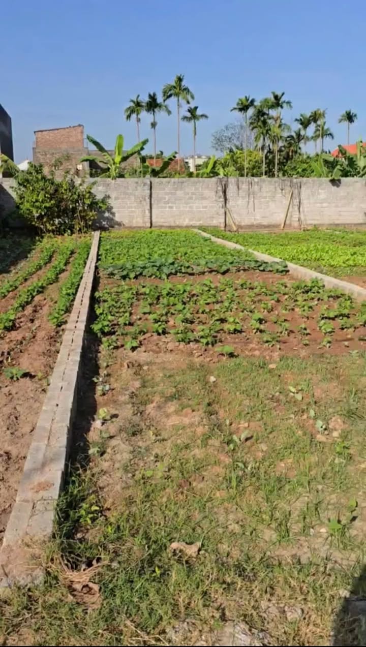 Đất nền Châu Ninh Khoái Châu 81m² giá 2 tỷ - Đầu tư sinh lời ngay!