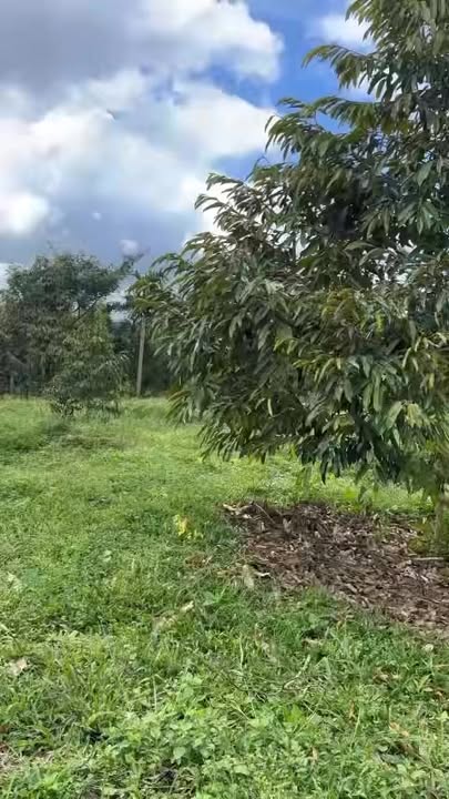 Đất Farm Ea Ngai Krông Búk 10,000m² - Đầu tư tiềm năng tuyệt vời!