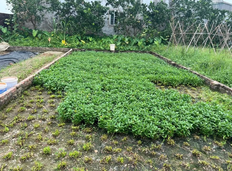 Đất nền Quang Tiến, Sóc Sơn 47.7m² giá 1.88 tỷ - Sổ hồng chính chủ, ô tô vào tận nơi!