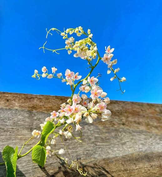 Căn hộ cho thuê Gò Vấp 96m² giá 26 tỷ - Dòng tiền 1.6 tỷ/năm!