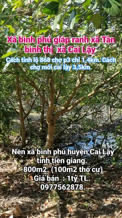 Đất nền Bình Phú, Cai Lậy 816.5m² - Vị trí đẹp, dân cư đông đúc!