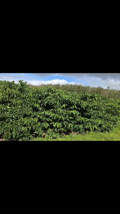 Đất nông nghiệp Ea Dăh 1600m² giá 200 triệu - Cơ hội đầu tư hấp dẫn!