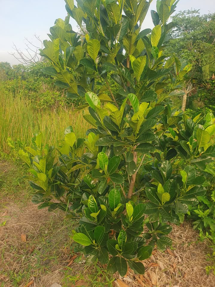 Đất thổ cư 16.000m² tại ấp Tân Phong, xã Tân Lập 2 chỉ 460 triệu - Cơ hội đầu tư tuyệt vời!