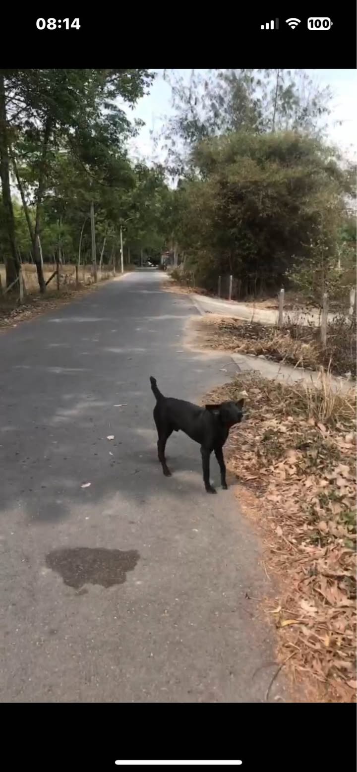 Đất thổ cư Phú An Bến Cát 520m² giá 2.6 tỷ - Đường nhựa 6m thông thoáng!