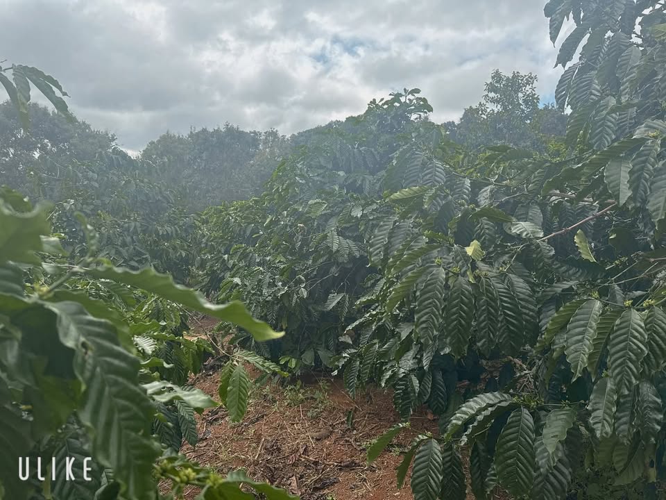 Farm 1.13ha Dliê Yang giá 1.7 tỷ - Sẵn sổ hồng chính chủ!