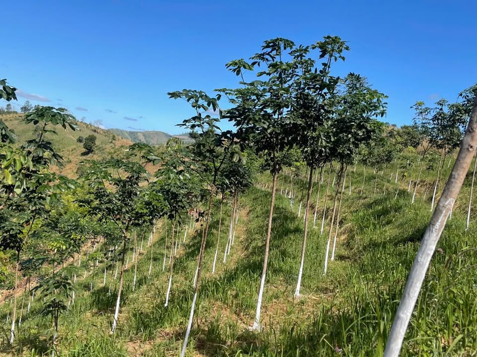 Farm 5hec Ngọc Réo Đăk Hà 1.15 tỷ - Đất đẹp, giá hấp dẫn!