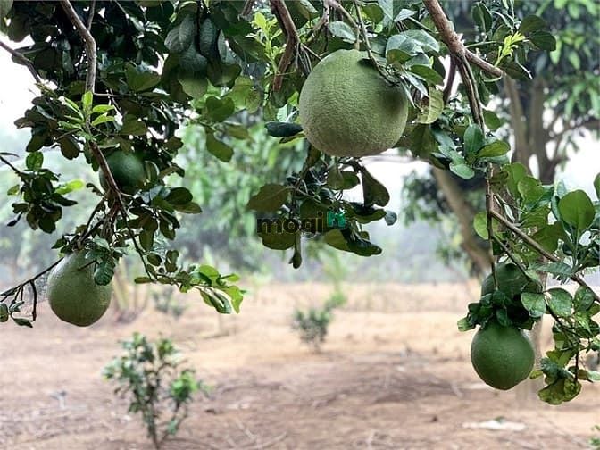 Bán 13.623 m² Đất Vườn trái cây | Xuân Bắc - Đồng Nai | Giá Chỉ 570 triệu/1000m²