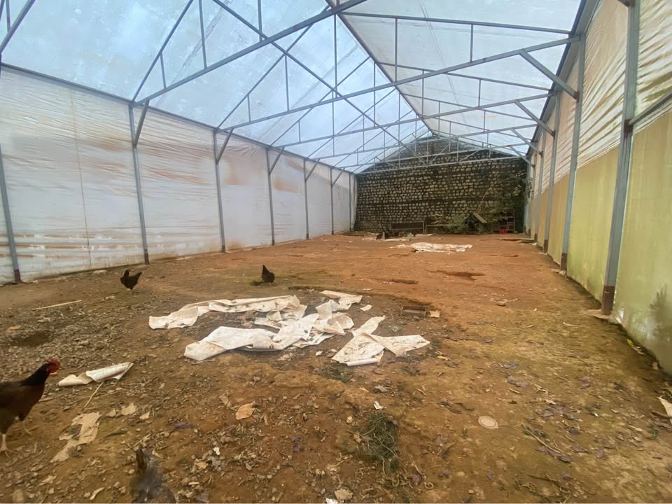 Đất nông nghiệp Vạn Hạnh, phường 8, Đà Lạt 200m² giá 3 tỷ - Đầu tư sinh lời hấp dẫn!