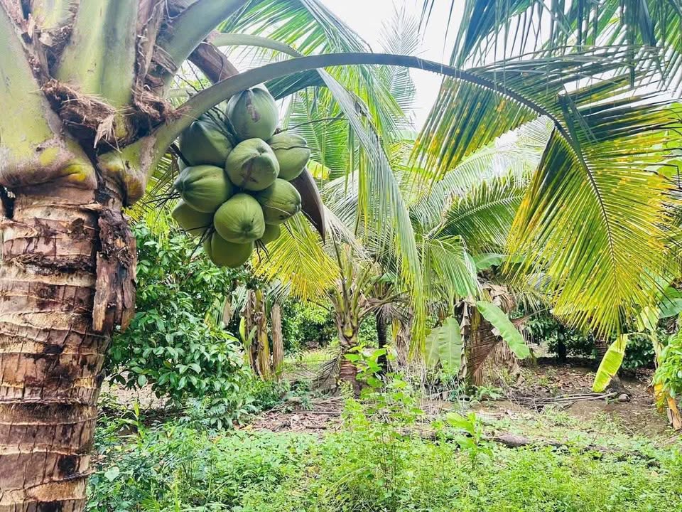 Đất nông nghiệp xã Tích Thiện, Trà Ôn 2000m² giá 350 triệu - Đầu tư sinh lời ngay!