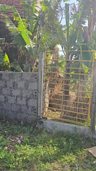 Đất nền 3 mặt tiền Đội 4 Phú Thọ 419m² giá chỉ 2 tỷ - Cơ hội đầu tư tuyệt vời!