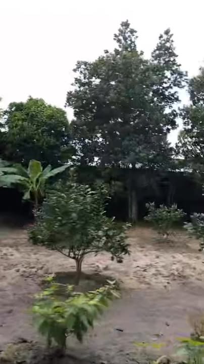 Cho thuê farm 5000m² xã Nhuận Đức - Không gian lý tưởng cho cây ăn trái