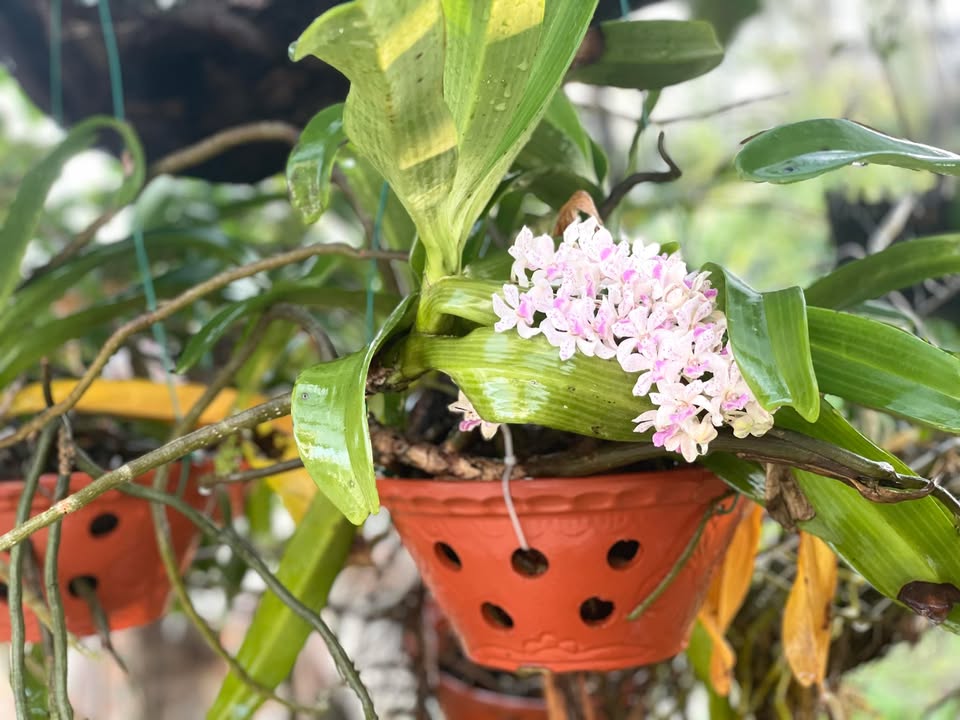 Đất nền khu đô thị Đồng Mơ, Gia Lộc, 99m², giá 8 tỷ - Đầu tư sinh lời ngay!