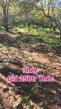 Đất nền 3ha tại xã Ia Kriêng, huyện Đức Cơ - Cơ hội đầu tư hấp dẫn!