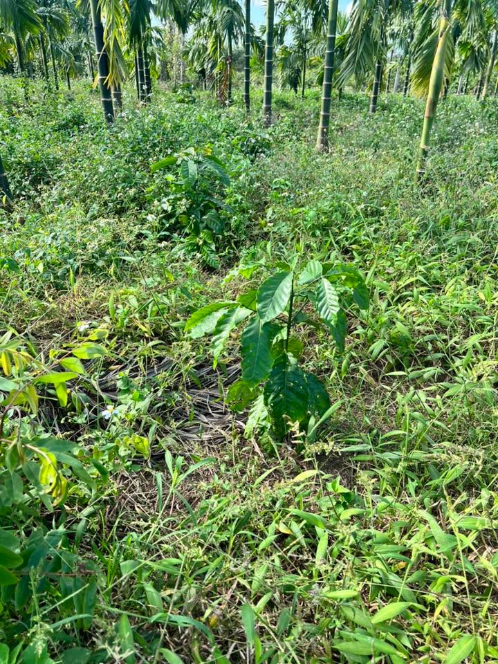 Đất nông nghiệp 1.5ha tại Ea Ning, Cư Kuin - Giá chỉ 3.3 tỷ, sổ hồng chính chủ!