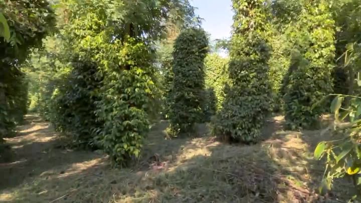 Vườn tiêu 5 hecta tại Ea H’leo, Đắk Lắk - Đầu tư sinh lời ổn định!