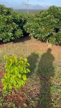 Đất nền 1,1ha Ea Kiết, Cư M'gar, Đắk Lắk giá 3,879 tỷ - Đầu tư sinh lời ngay!