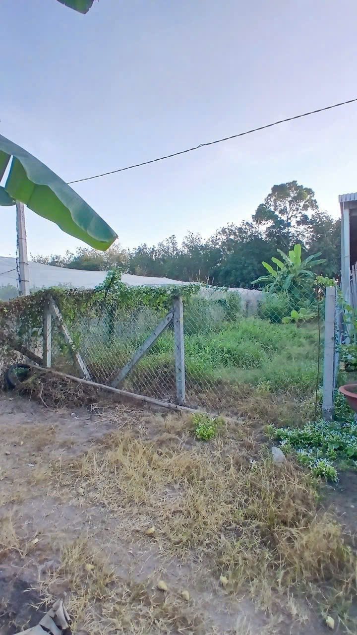 Đất thổ cư 260m² Trường Đông, Hoà Thành - Giá tốt, thương lượng ngay!