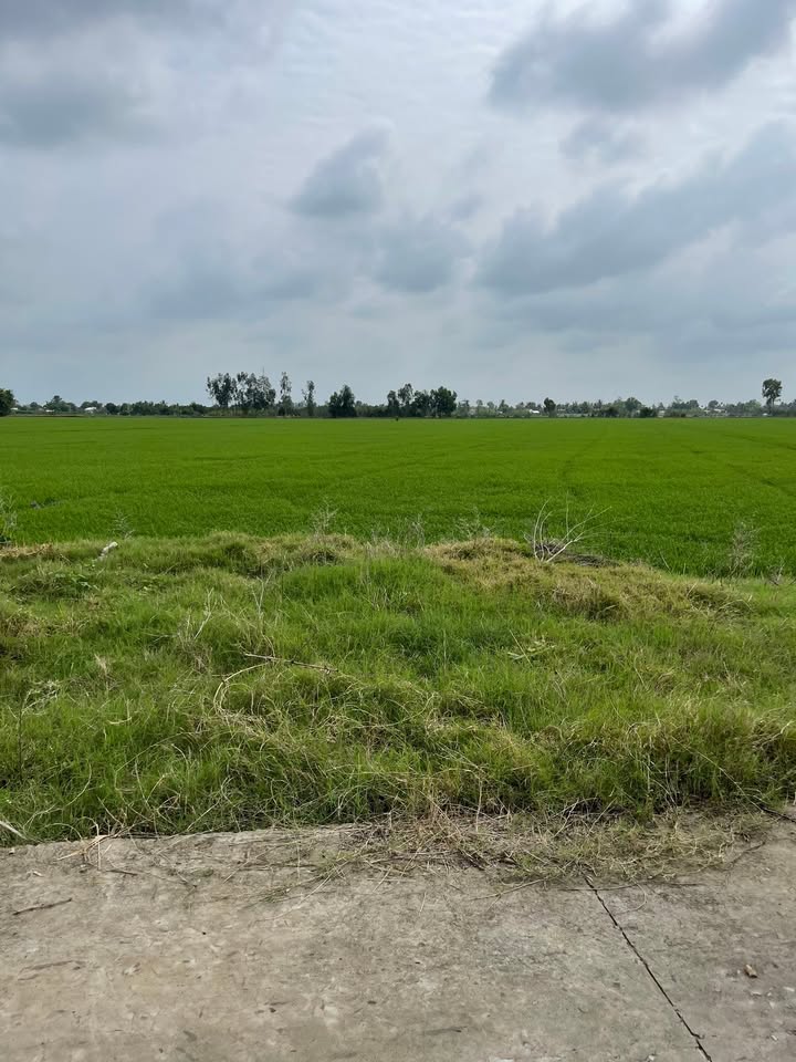 Đất nông nghiệp 6000m² tại Trường Xuân, Cần Thơ - Giá chỉ 190 triệu