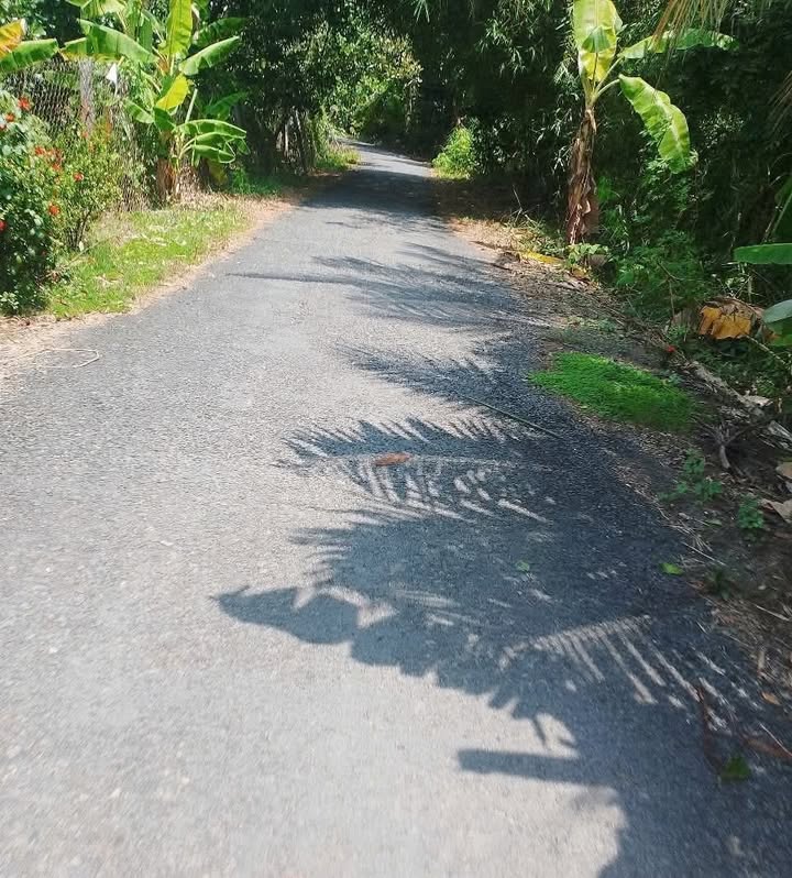 Đất nông nghiệp xã Mỹ Hội, Cái Bè 34.200m² giá 7 tỷ - Nhiều tiềm năng phát triển!