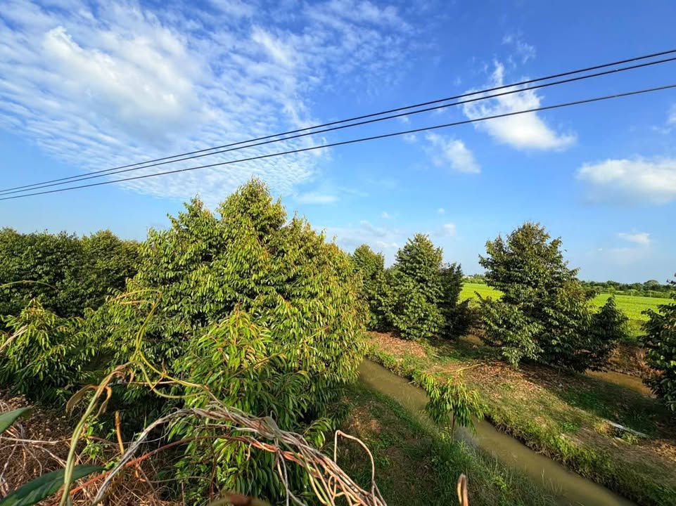 Đất vườn Phú Điền, Tháp Mười 6000m² giá 4.2 tỷ - Đầu tư sinh lời lâu dài!