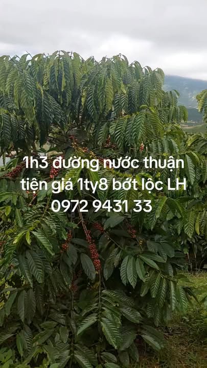 Đất nền Đạ K' Nàng 13,000m² giá 1.799 tỷ - Cơ hội đầu tư lý tưởng!