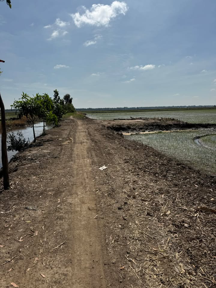 Đất ruộng 62 công Phú Xuân Tam Nông 223200m² giá 7.44 tỷ - Tiềm năng sinh lời cao!