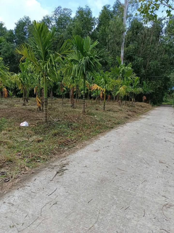 Đất vườn Nghĩa Thắng - Tư Nghĩa 2256m² giá 800 triệu - Cơ hội đầu tư hấp dẫn!