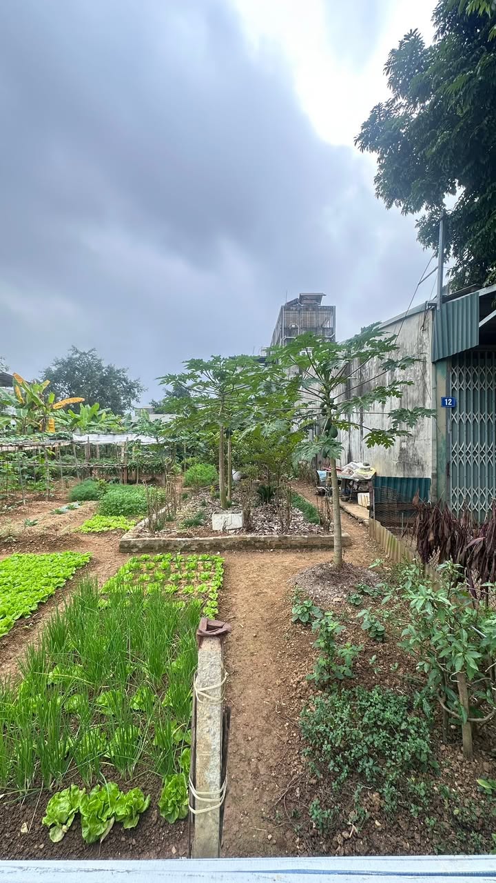 Đất phân lô TDP 5, phường An Tường 112m² - Đầu tư sinh lời ngay!