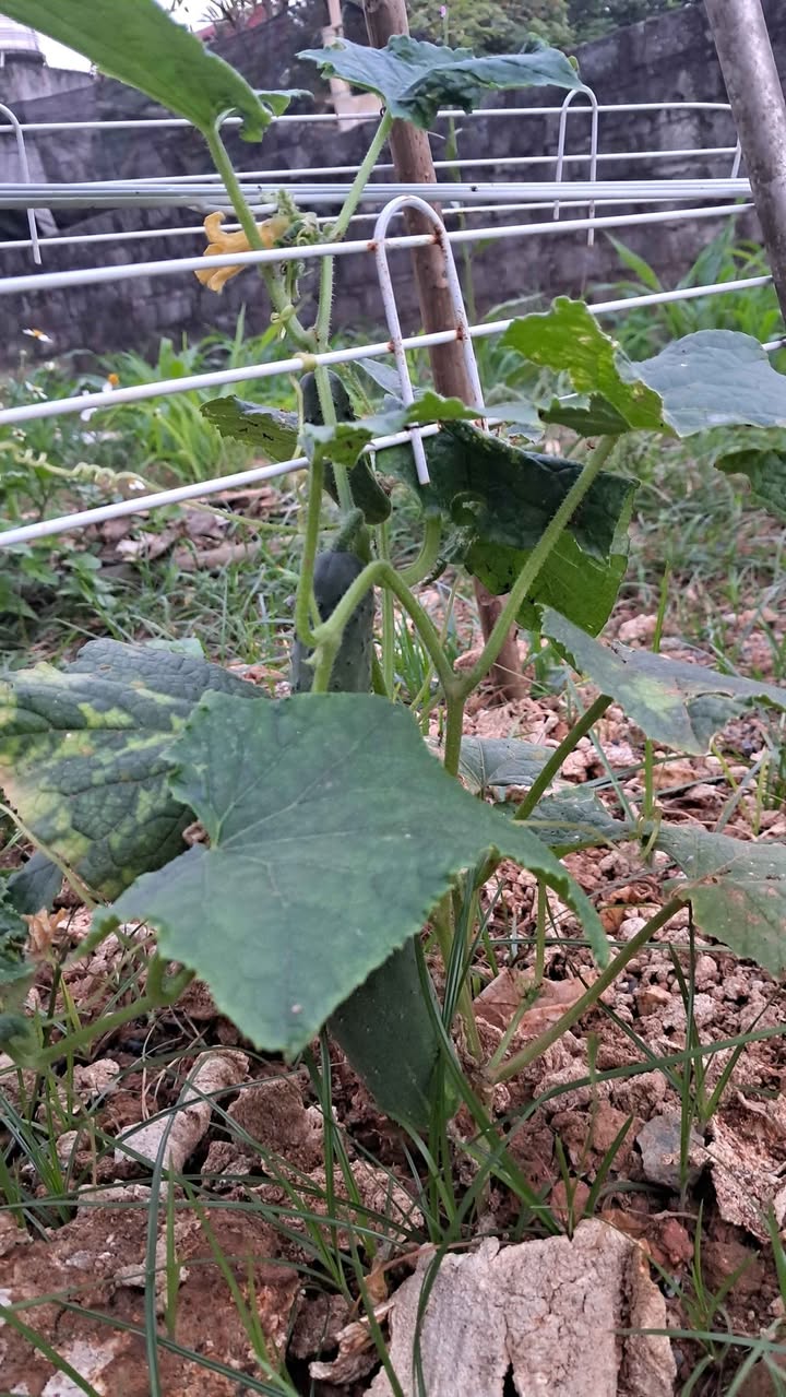 Đất nền 100m² đường N7 xã Quang Kim Bát Xát - Giá chỉ 1.25 tỷ!