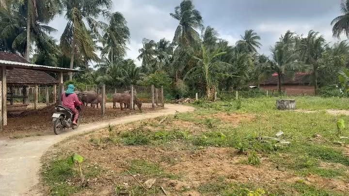 Đất thổ cư tại Mỹ Hòa, Phù Mỹ 130m² giá chỉ 139 triệu - Cơ hội đầu tư tuyệt vời!