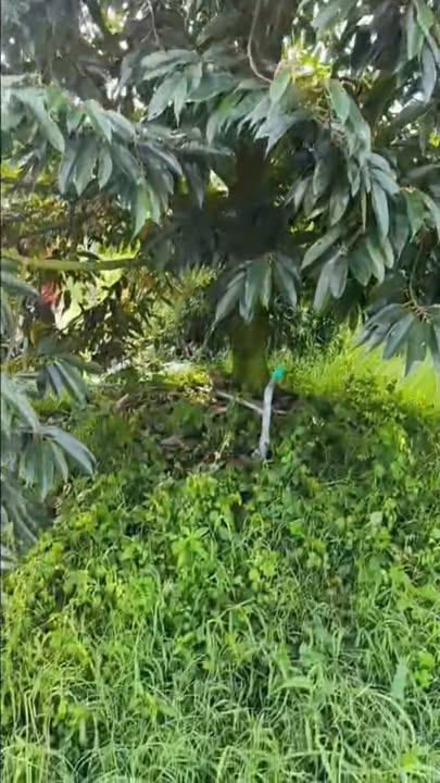 Thửa vườn 10 công sầu riêng Bình Hàng Trung 4.7 tỷ - Đầu tư sinh lời ngay!