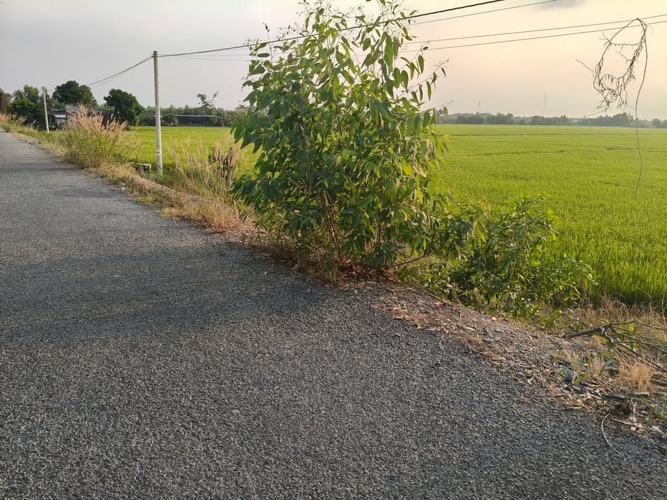 Đất nền 11.000m² xã Phước Lập, Tân Phước - Giá chỉ 2.53 tỷ, cơ hội đầu tư hấp dẫn!