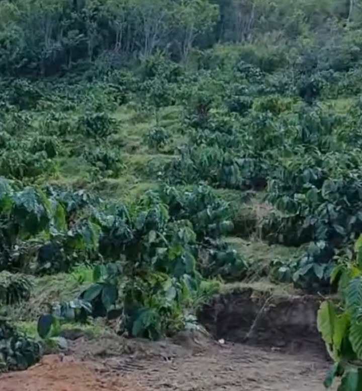 Đất thổ cư Đà Loan, Đức Trọng 10.000m² giá 1.2 tỷ - Cơ hội đầu tư hấp dẫn!