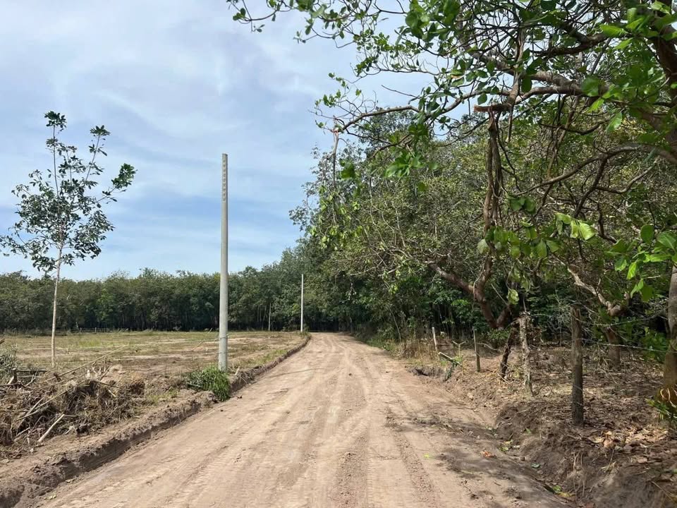 Farm 1,1ha Tân Hưng Hớn Quản giá 1 tỷ - Đầu tư sinh lời tốt!