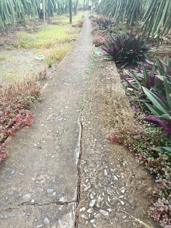 Đất nền Tân Bình Thạnh, Chợ Gạo 971m² giá 300 triệu - Đầu tư sinh lời ngay!