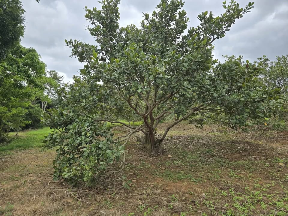 Đất Farm 15ha tại Ea Huar, Buôn Đôn giá 10.5 tỷ - Đầu tư sinh lời mạnh!