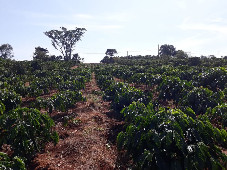 Đất nền thổ cư 4.5 sào tại Tân Thượng, Di Linh - Giá chỉ 1.8 tỷ, thương lượng tốt!