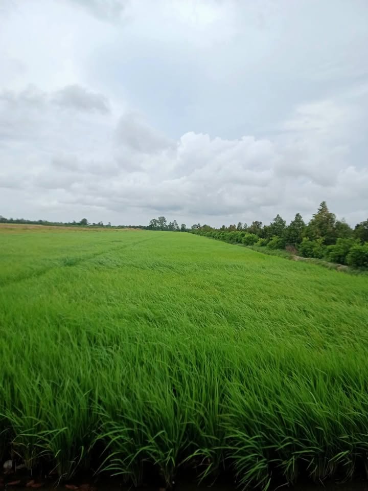 Đất nền Phú Điền, Cai Lậy 44.000m² giá 280 triệu - Cơ hội đầu tư tuyệt vời!