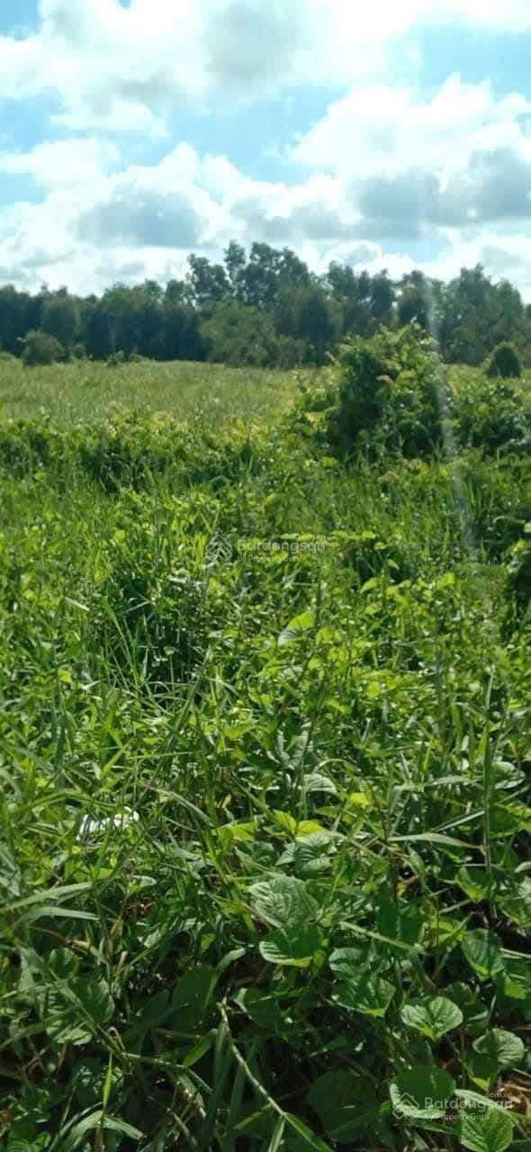 Đất nền ấp 5A, xã Phú Cường, huyện Cai Lậy 940m² giá 3.4 tỷ - Đầu tư sinh lời ngay!