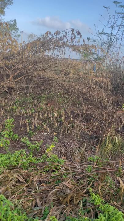 Đất nền Duy Vinh 160m² giá 800 triệu - Đầu tư sinh lời dễ dàng!