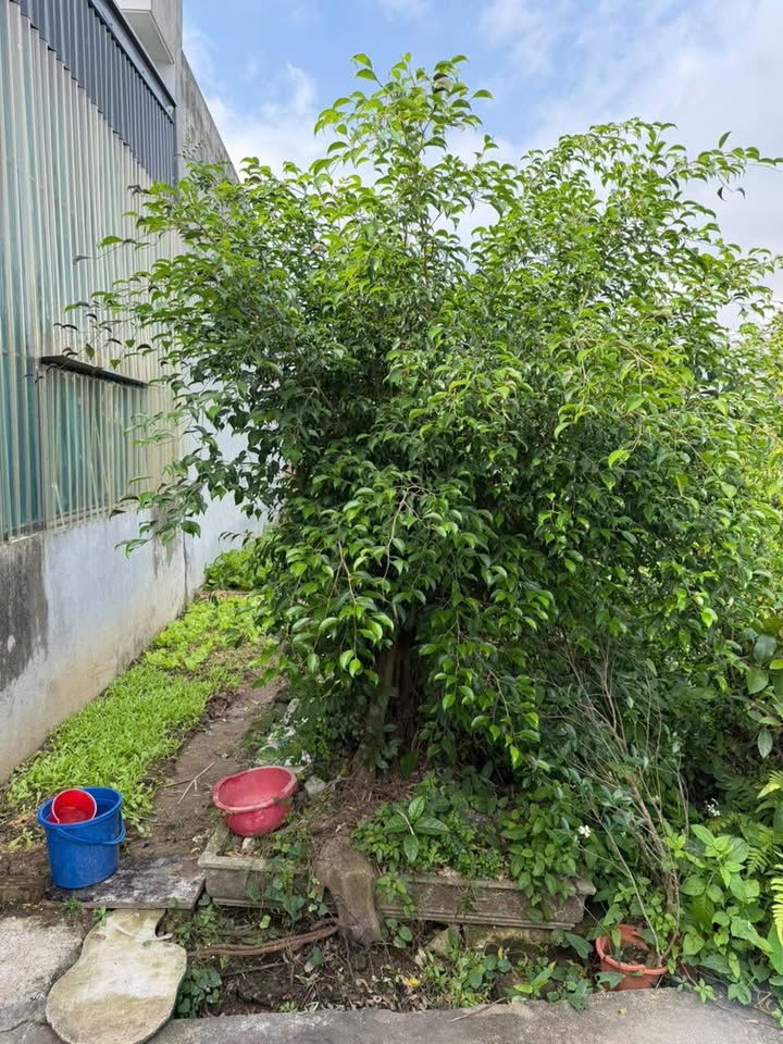 Đất nền An Thọ, An Lão 65,5m² giá 5xx triệu - Đầu tư sinh lời ngay!