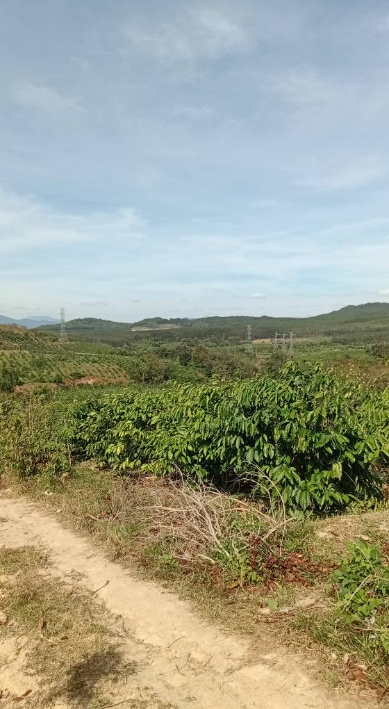 Đất Cà Phê 5000m² tại Thôn 2, Phú - Giá chỉ 899 triệu, Sổ đỏ chính chủ!