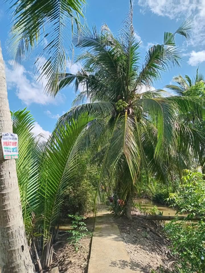Đất vườn dừa 2600m² xã An Thạnh giá 300 triệu - Cơ hội đầu tư tuyệt vời!