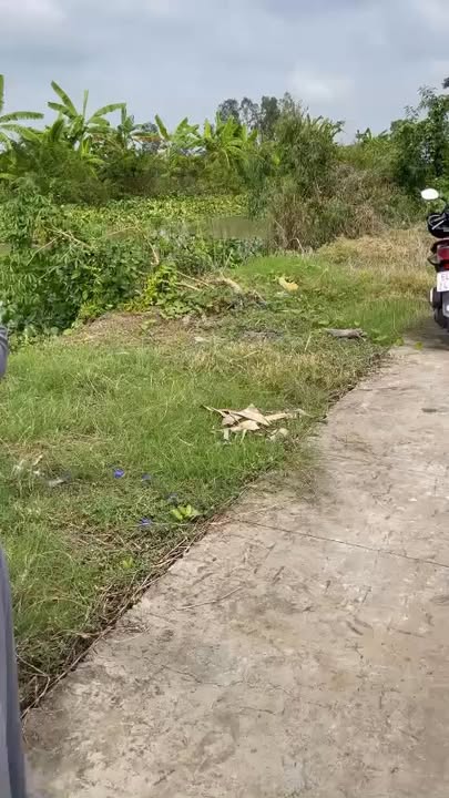 Đất ruộng 6 công Trường Xuân, Thới Lai giá 190 triệu - Cơ hội đầu tư hấp dẫn!