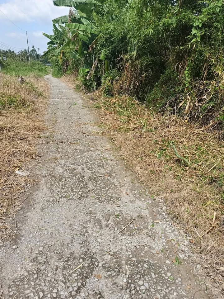 Đất thổ cư Đông Thuận Thới Lai 78m² giá 200 triệu - Sẵn sàng xây dựng ngay!